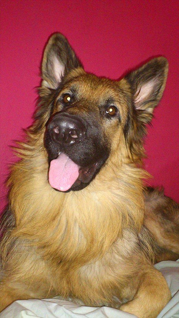 Schæferhund Diesel billede 2