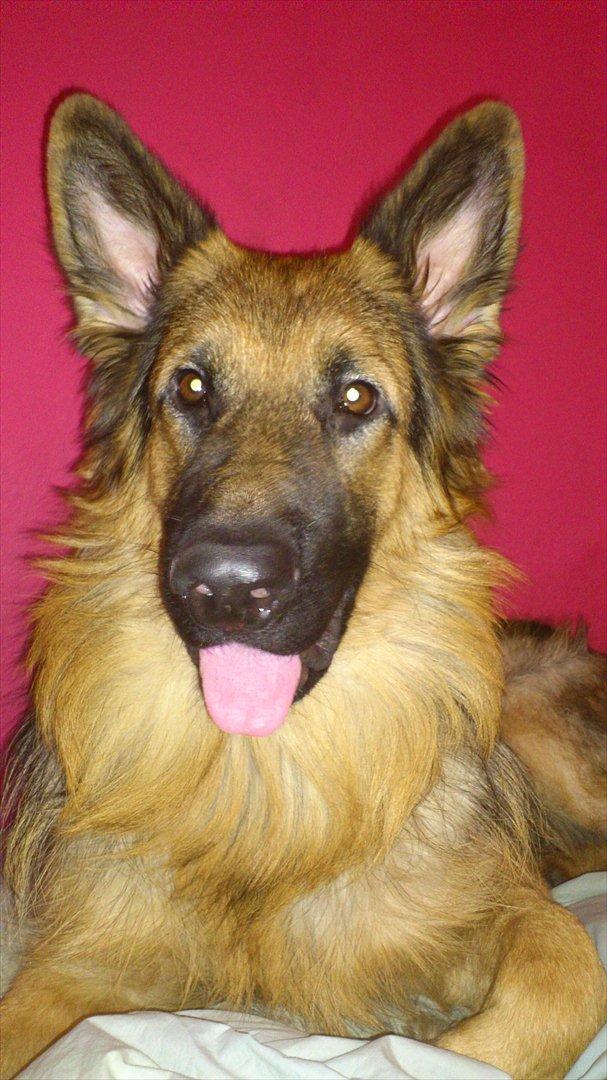 Schæferhund Diesel billede 1