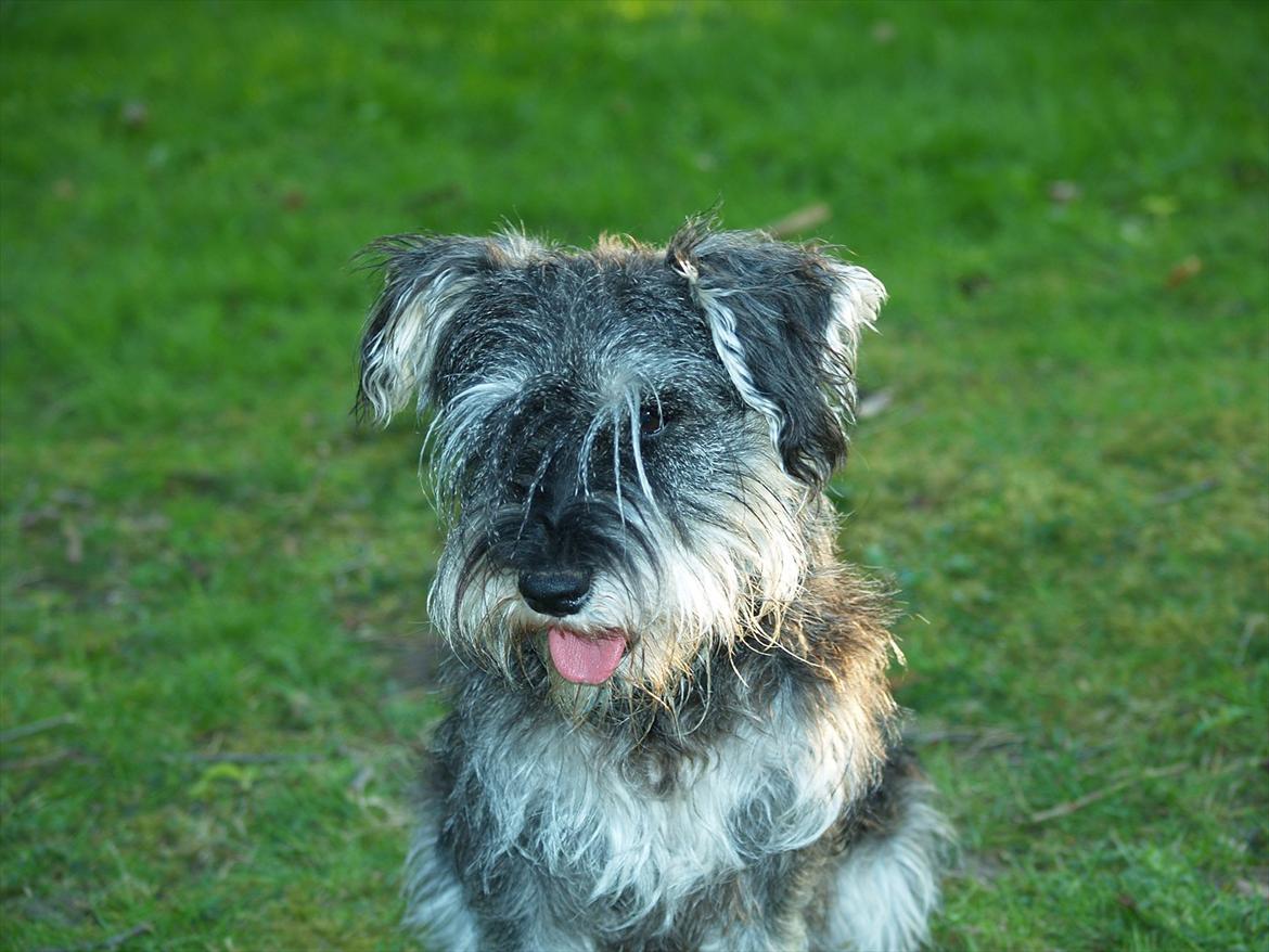 Dvaergschnauzer Silver <33 ~miin elskede dreng ~ billede 13