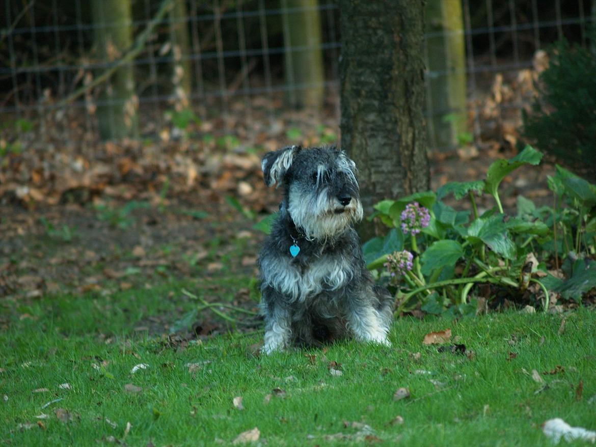 Dvaergschnauzer Silver <33 ~miin elskede dreng ~ billede 14