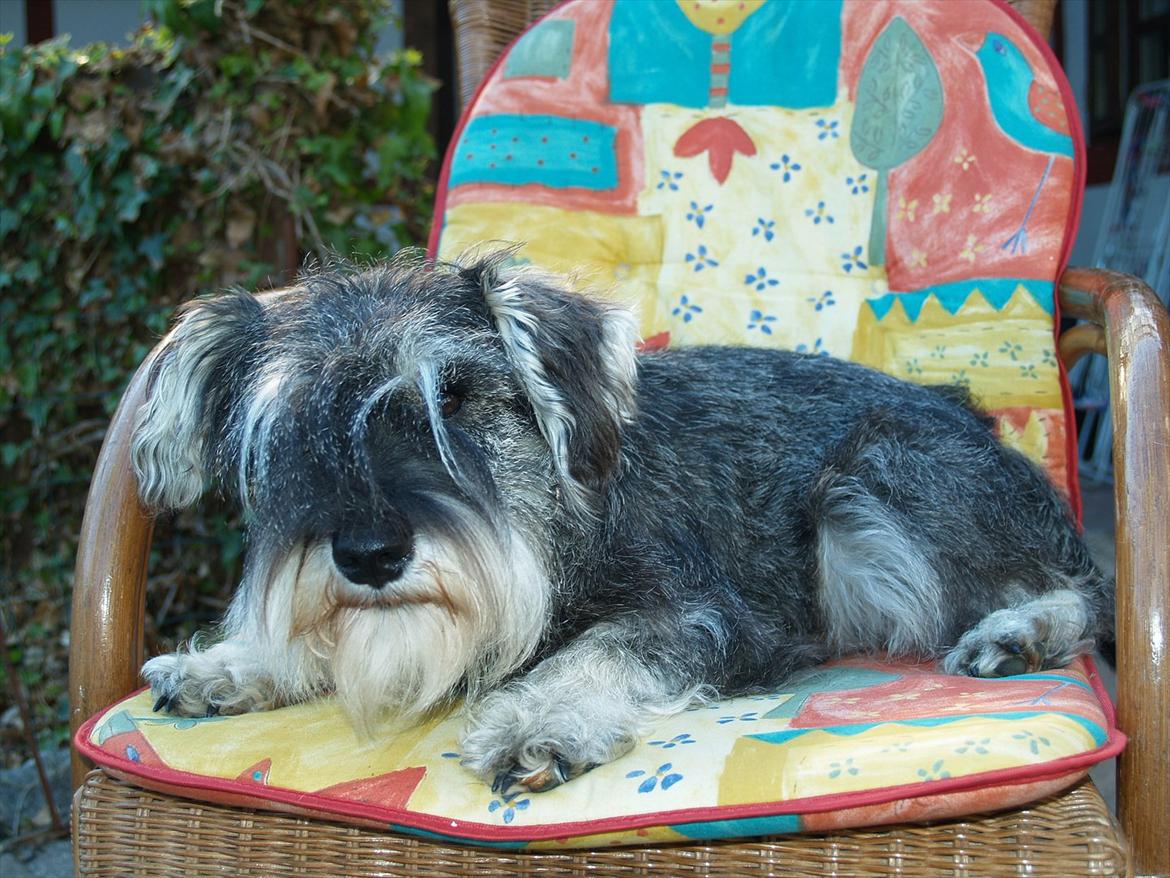 Dvaergschnauzer Silver <33 ~miin elskede dreng ~ billede 15