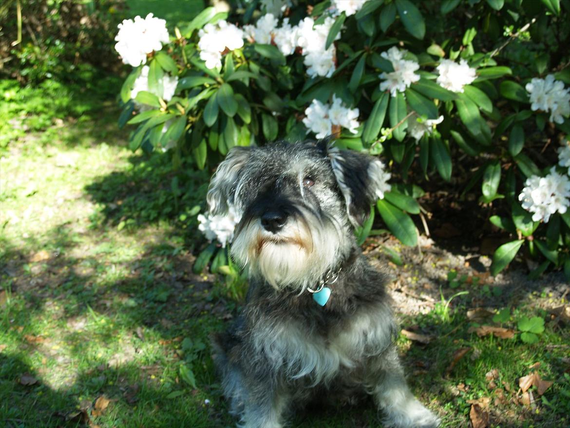 Dvaergschnauzer Silver <33 ~miin elskede dreng ~ billede 16