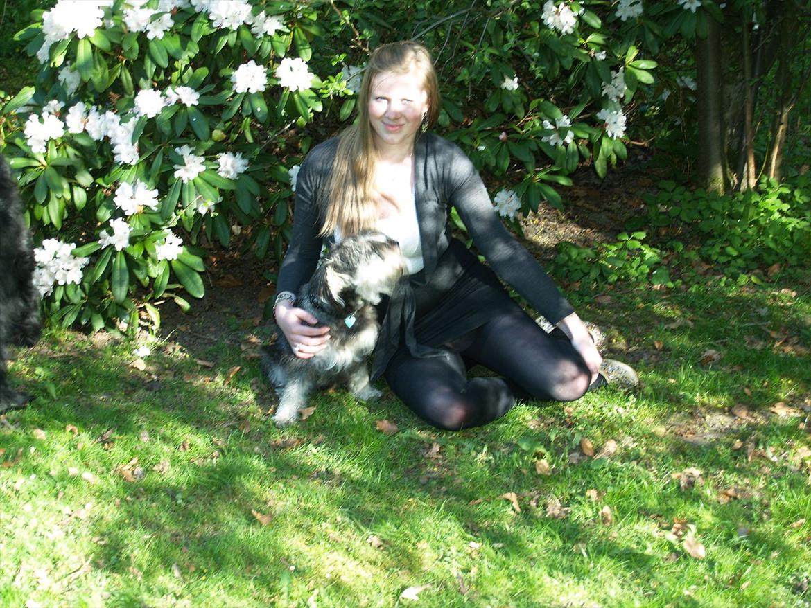 Dvaergschnauzer Silver <33 ~miin elskede dreng ~ billede 17