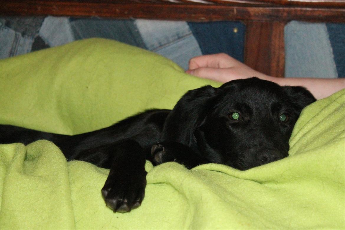 Blanding af racer Addie billede 7