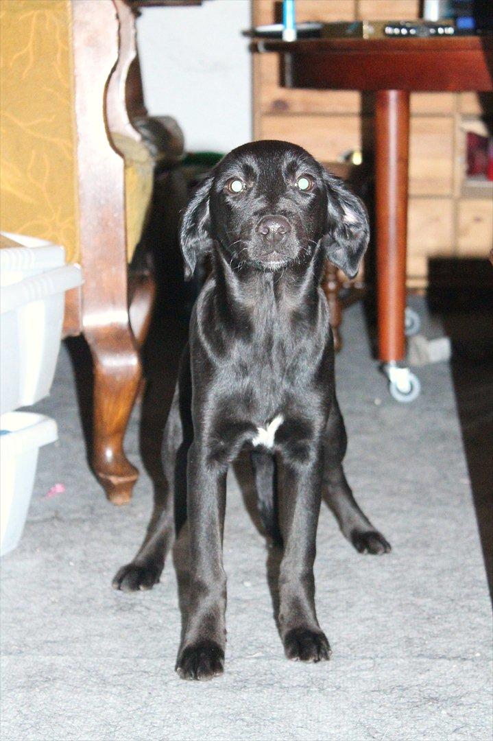 Blanding af racer Addie billede 8