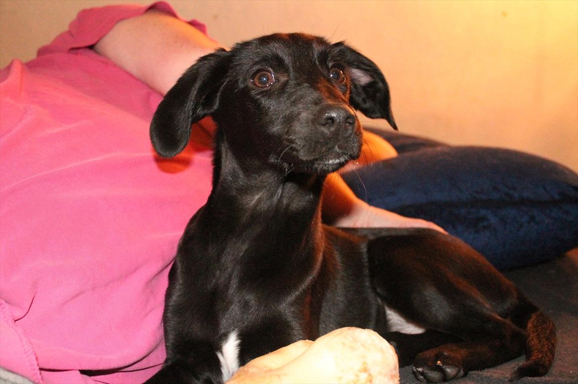 Blanding af racer Addie billede 9