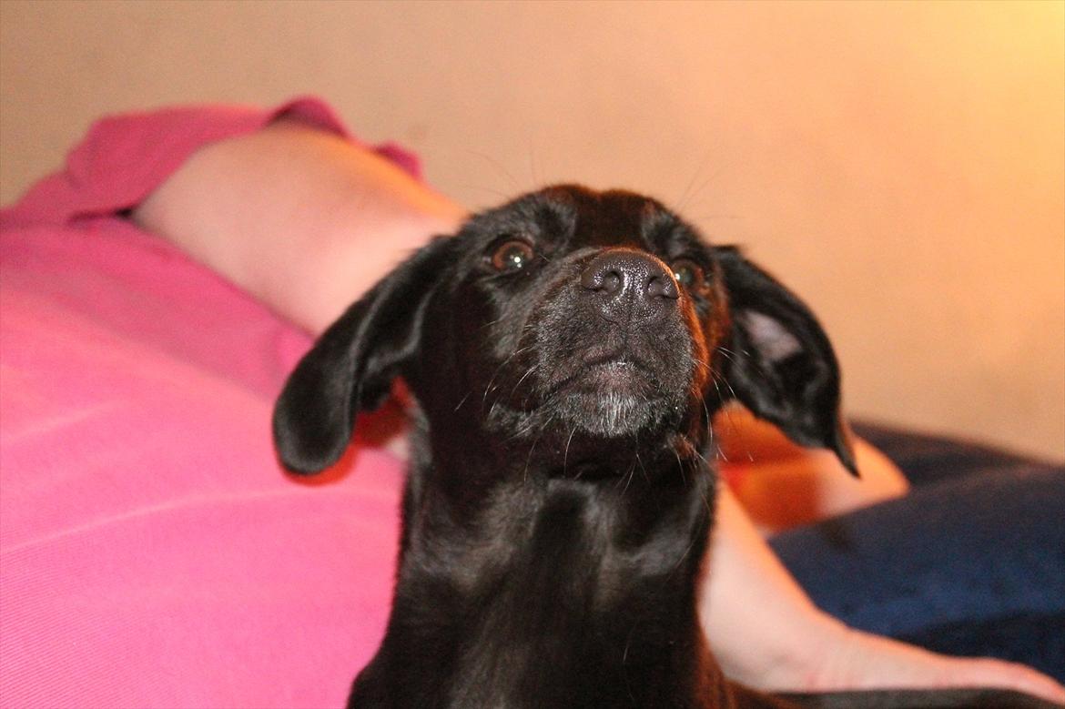 Blanding af racer Addie billede 10