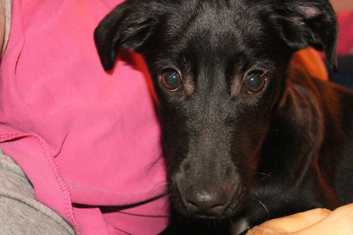 Blanding af racer Addie billede 11