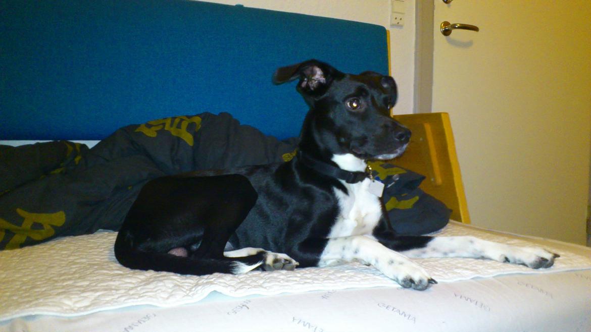 Blanding af racer Tino billede 2