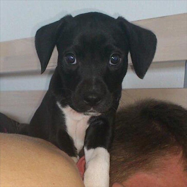 Blanding af racer Tino billede 6