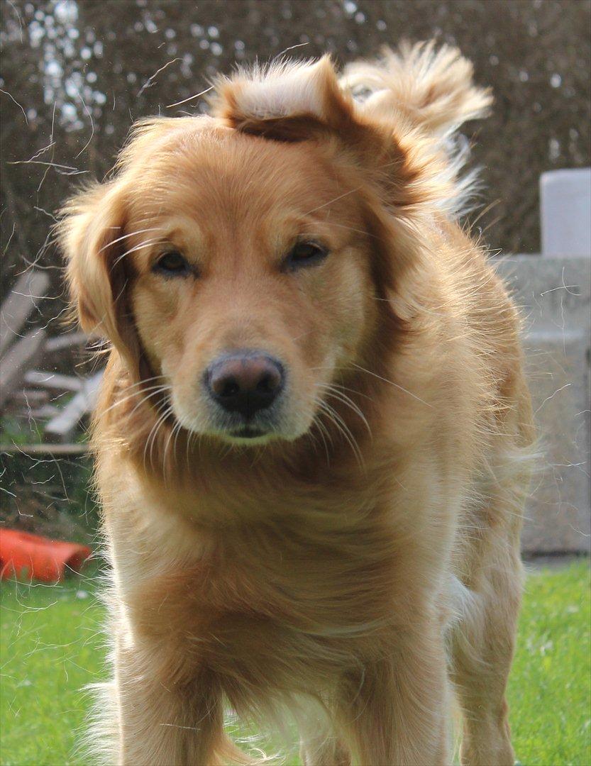 Golden retriever Rocky  - 21.04.2011 billede 1