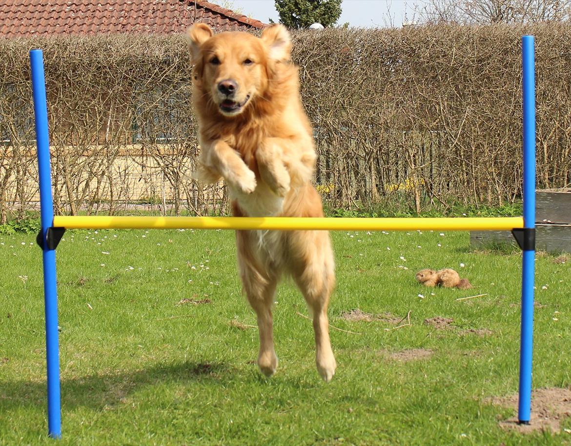 Golden retriever Rocky  - 21.04.2011 billede 14