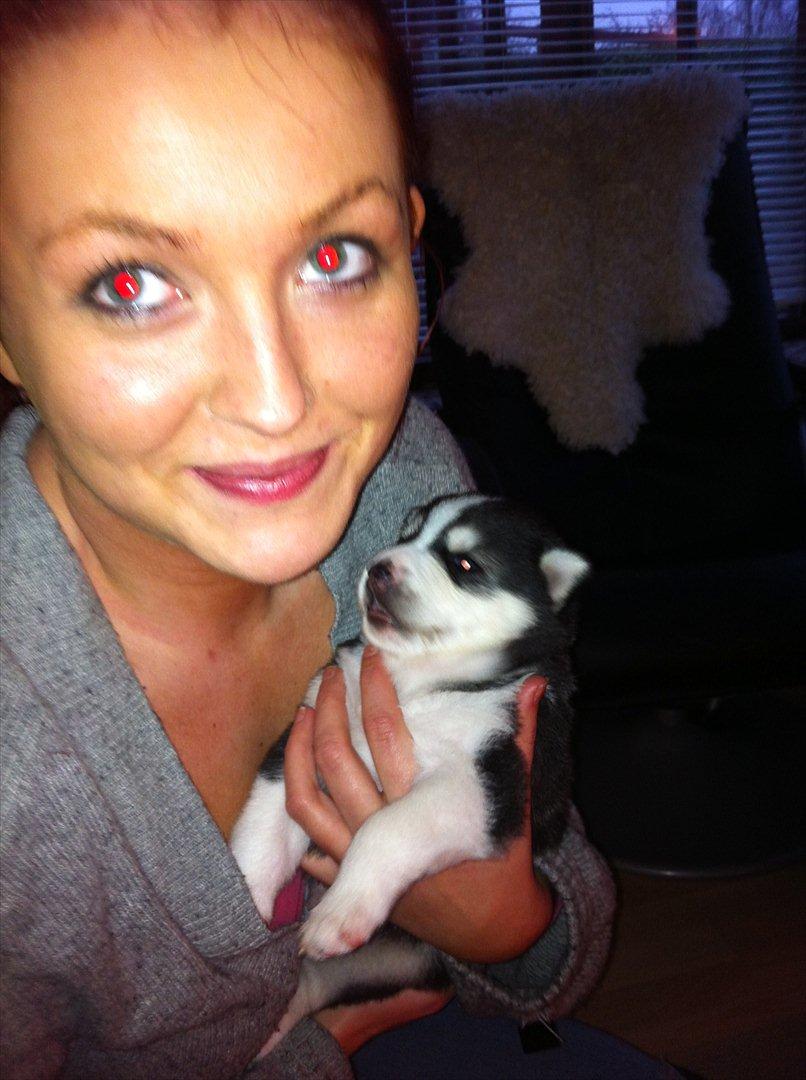 Siberian husky Sov sødt lille Noah <3 R.I.P billede 12