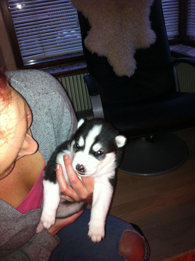 Siberian husky Sov sødt lille Noah <3 R.I.P billede 13