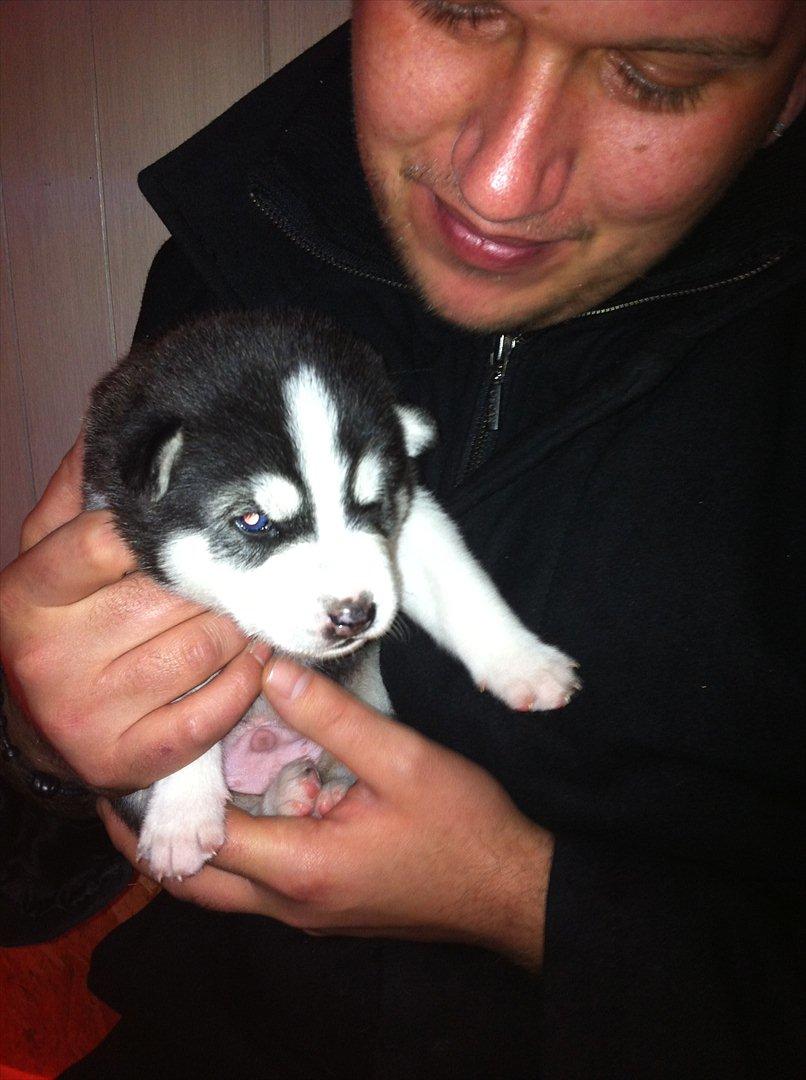 Siberian husky Sov sødt lille Noah <3 R.I.P billede 14