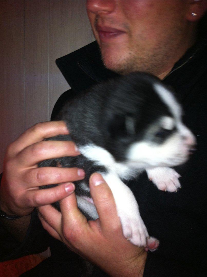 Siberian husky Sov sødt lille Noah <3 R.I.P billede 15