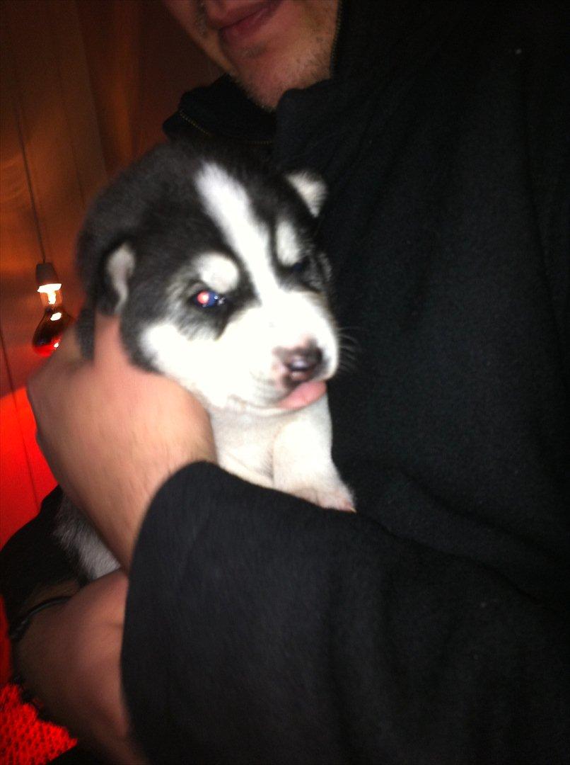 Siberian husky Sov sødt lille Noah <3 R.I.P billede 17