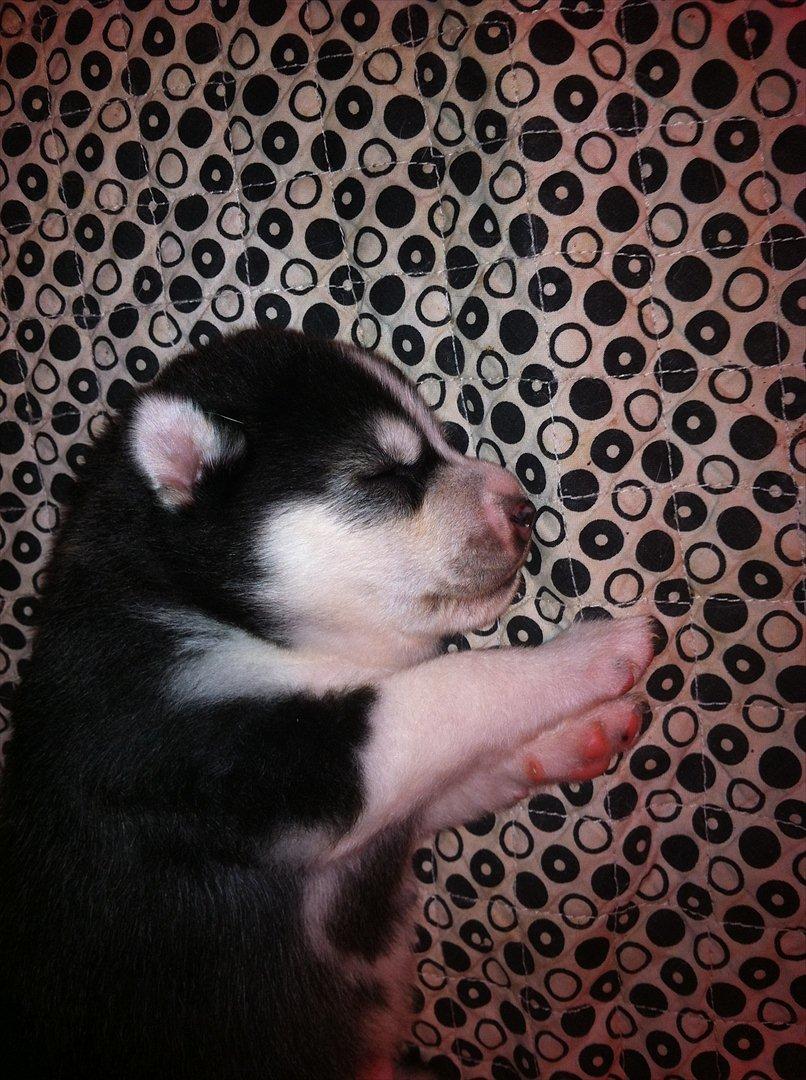 Siberian husky Sov sødt lille Noah <3 R.I.P billede 18