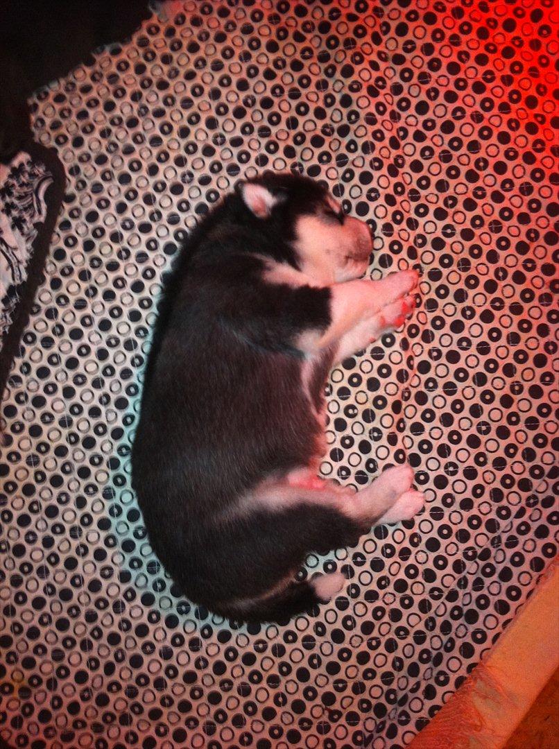 Siberian husky Sov sødt lille Noah <3 R.I.P billede 19