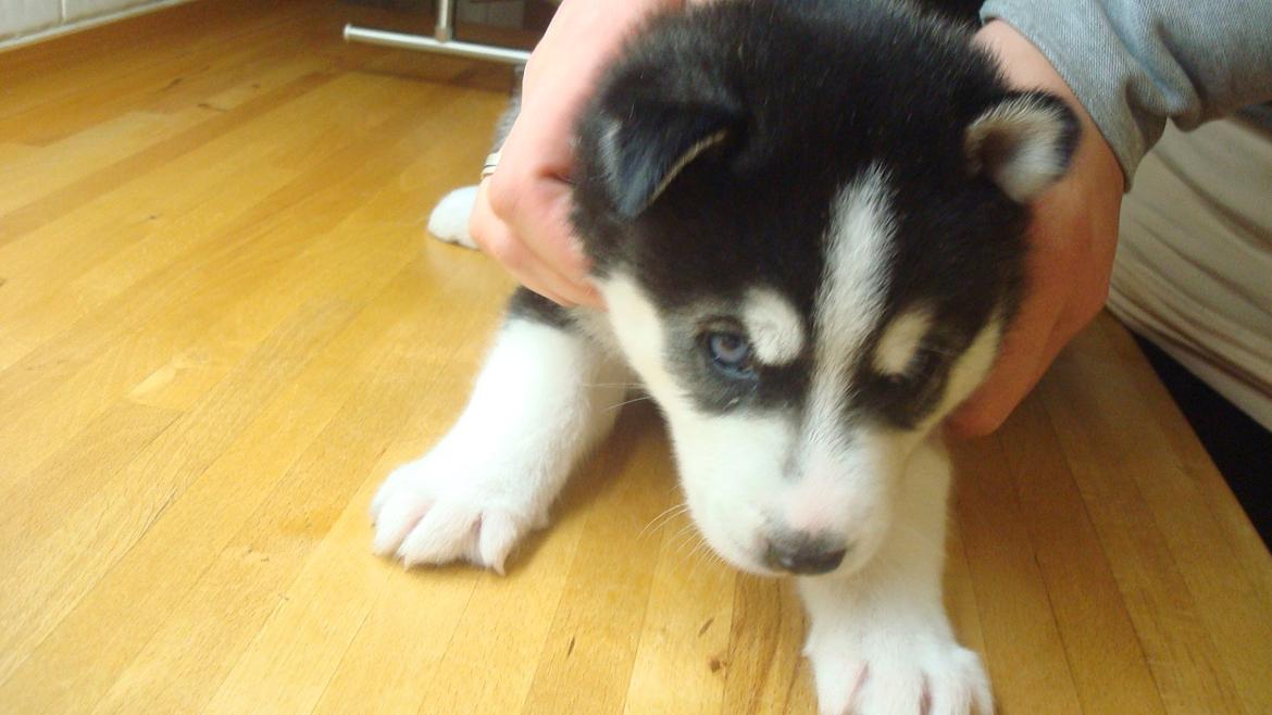 Siberian husky Sov sødt lille Noah <3 R.I.P billede 20