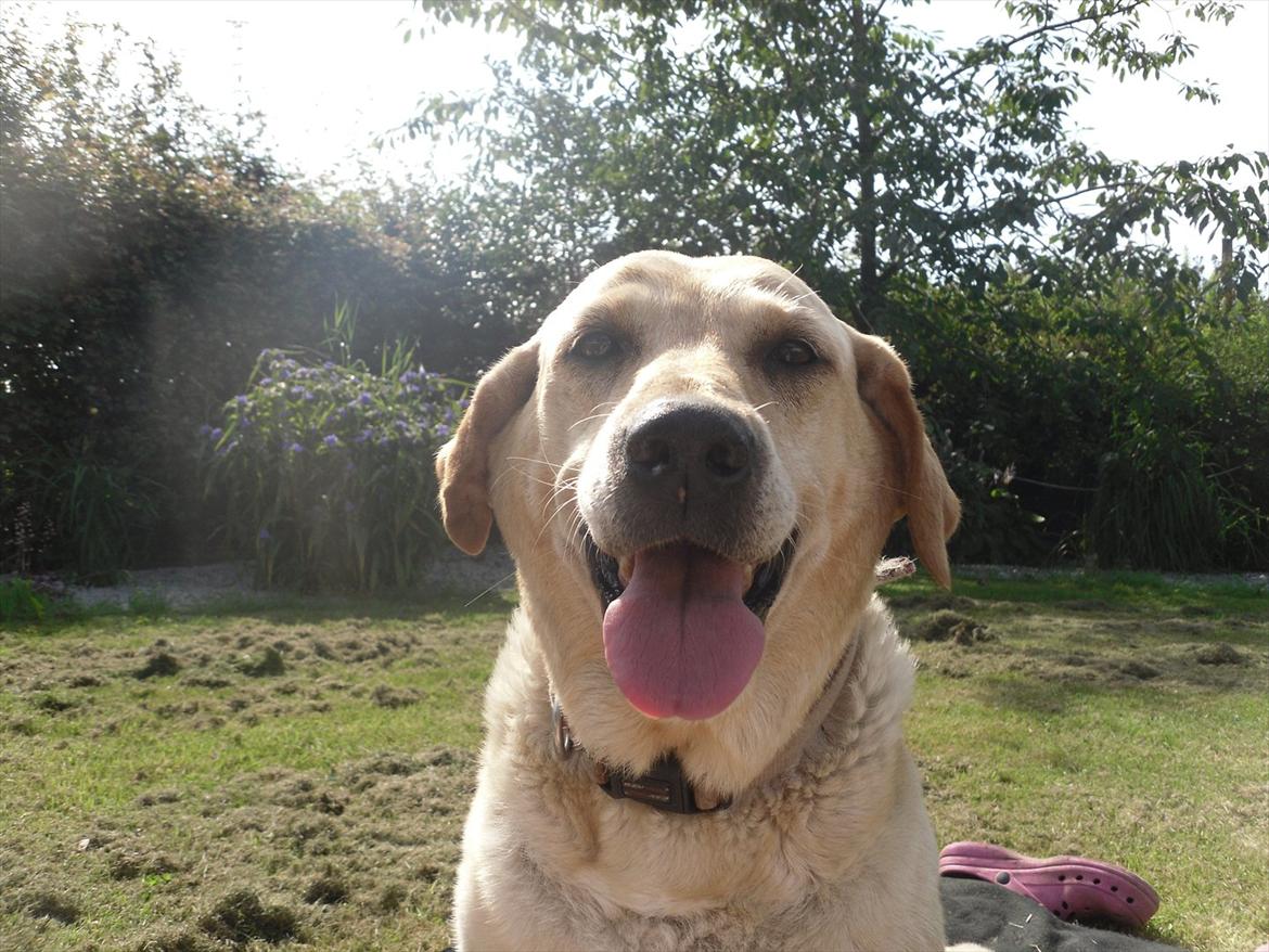 Blanding af racer Zitta [Himmelhund<3] billede 9