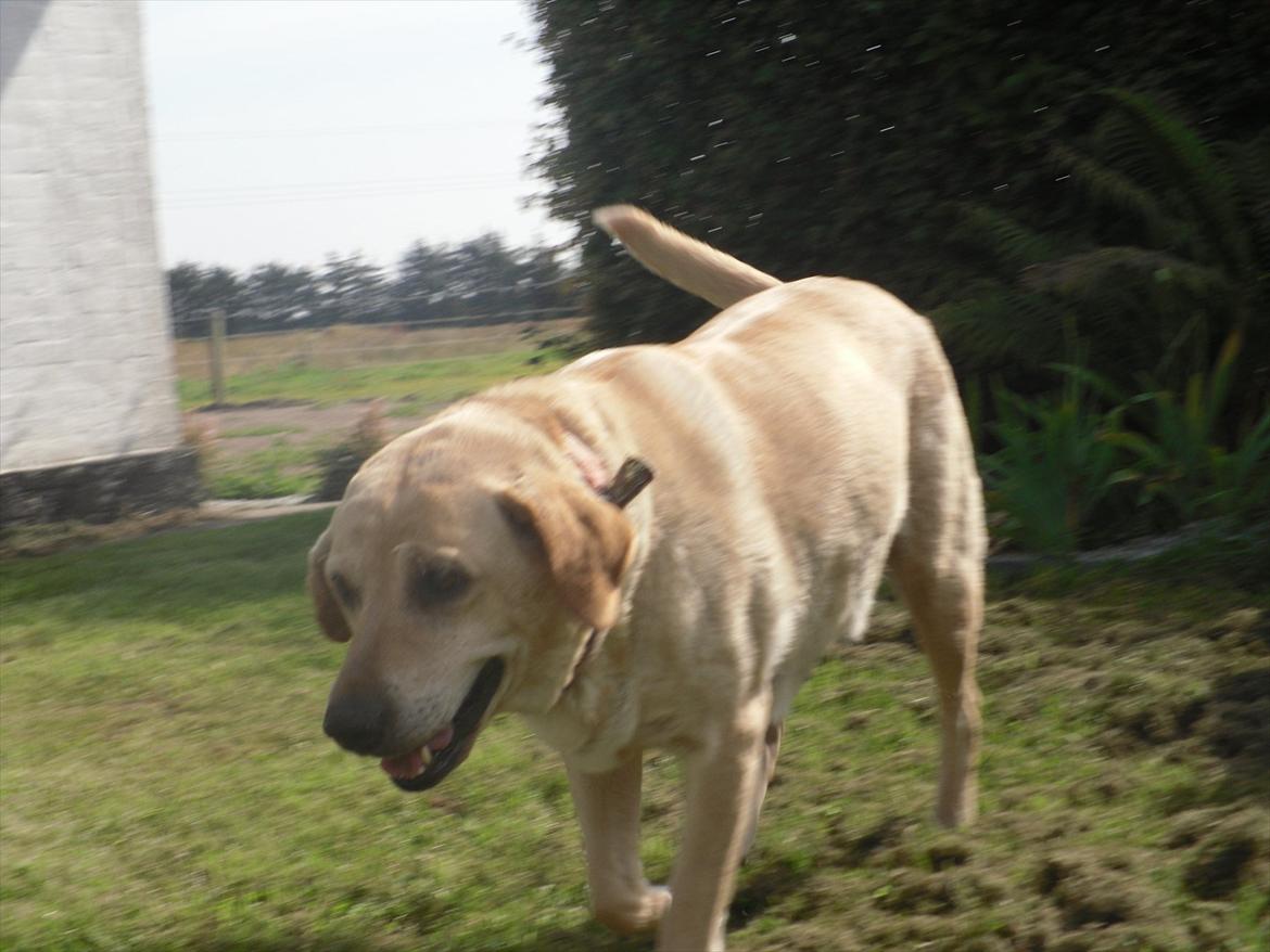 Blanding af racer Zitta [Himmelhund<3] billede 10