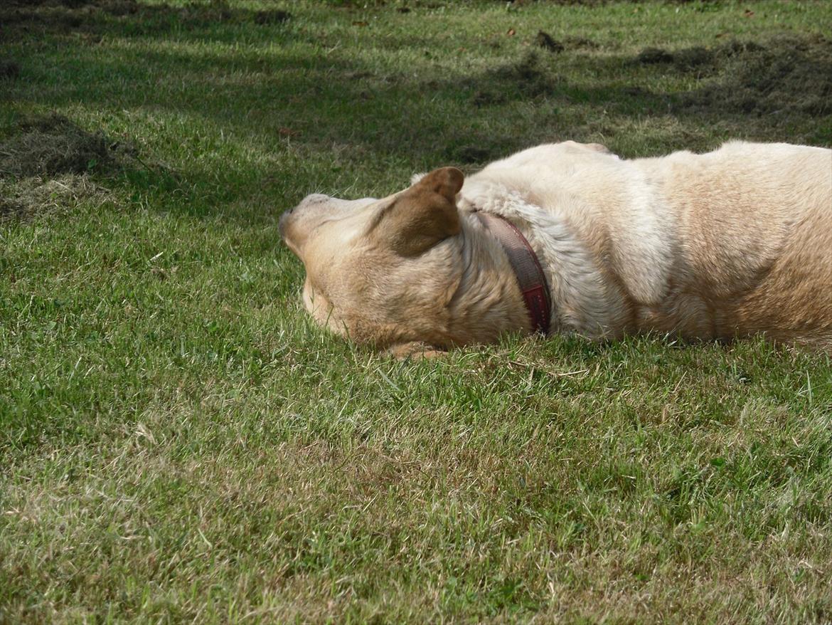 Blanding af racer Zitta [Himmelhund<3] billede 11