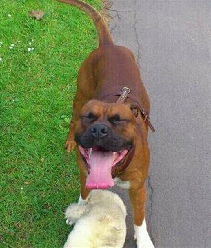 Blanding af racer Cato boxer/amstaff billede 2