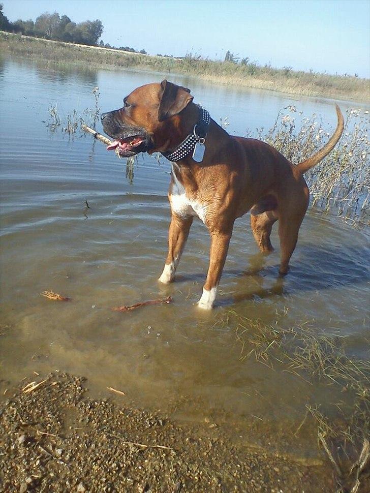 Blanding af racer Cato boxer/amstaff billede 1