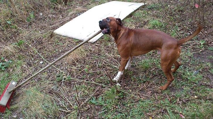 Blanding af racer Cato boxer/amstaff billede 3