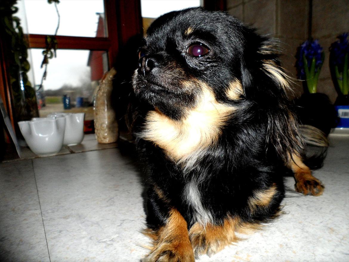 Chihuahua Balto - Når jeg ligger heroppe, så kan jeg se min farfar udenfor!:-) billede 16