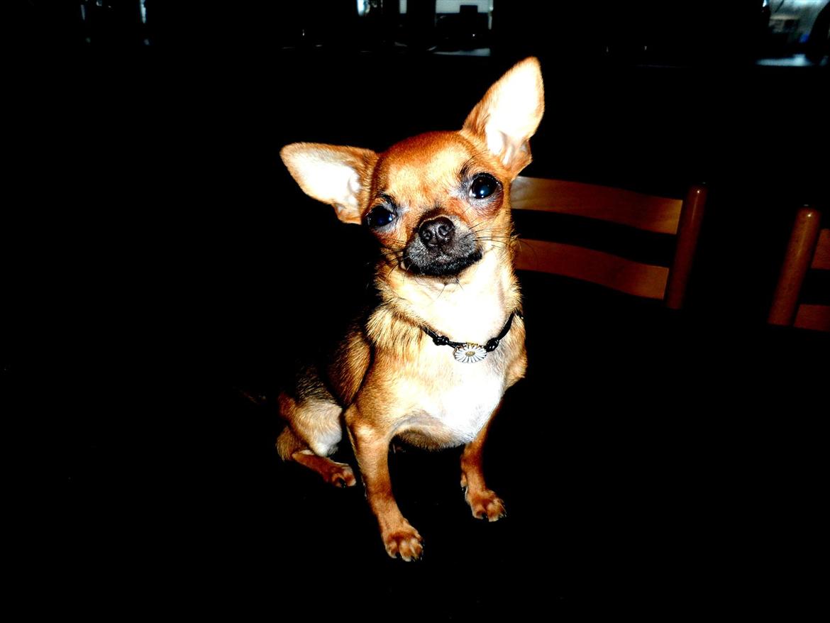 Chihuahua Chloie (DØD) - Velkommen til min profil! billede 1