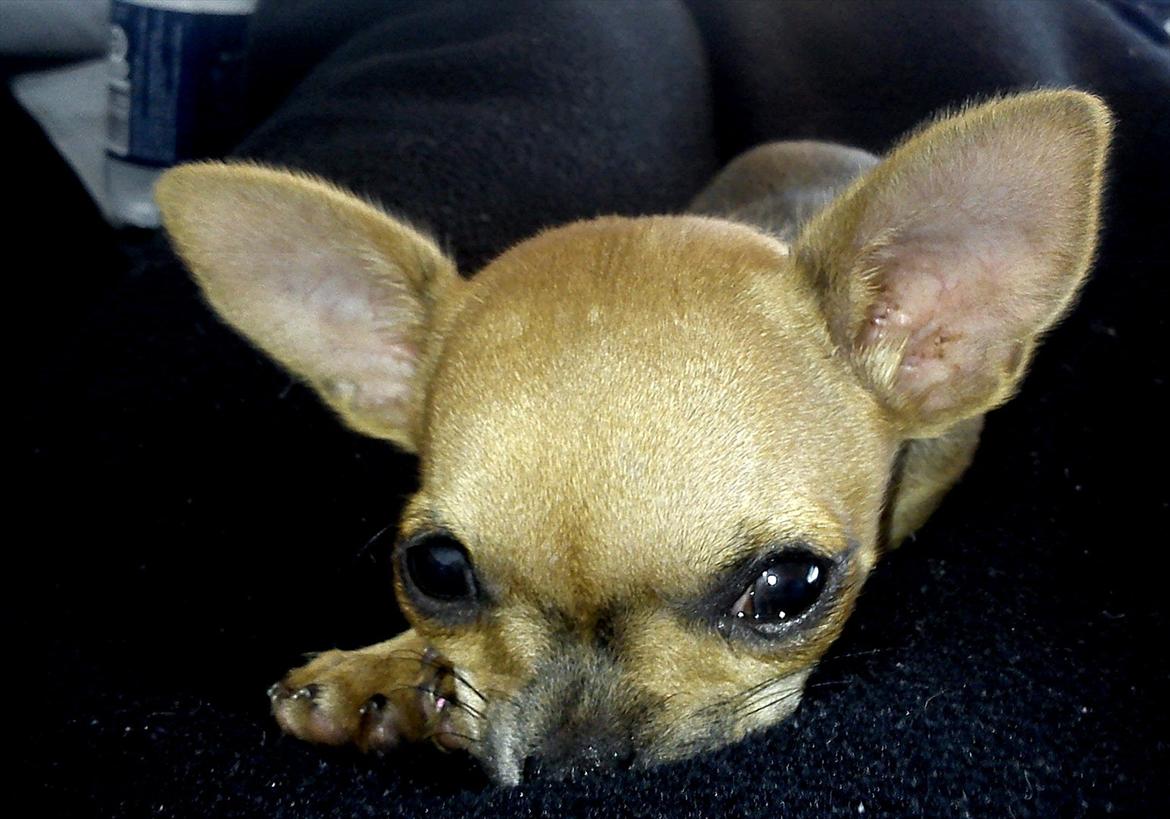 Chihuahua Chloie (DØD) - Mmmh.  Her ligger jeg godt mor. billede 2