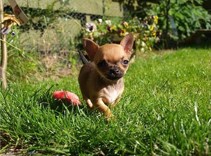 Chihuahua Chloie (DØD) - Chloie, ude og lege i græsset. billede 3