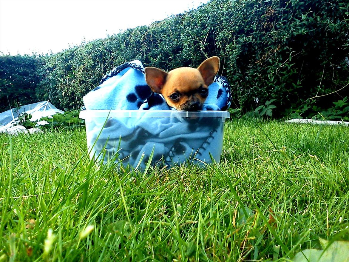 Chihuahua Chloie (DØD) - Ja, så ligger babyen i min tøjklæmme kasse??? billede 4