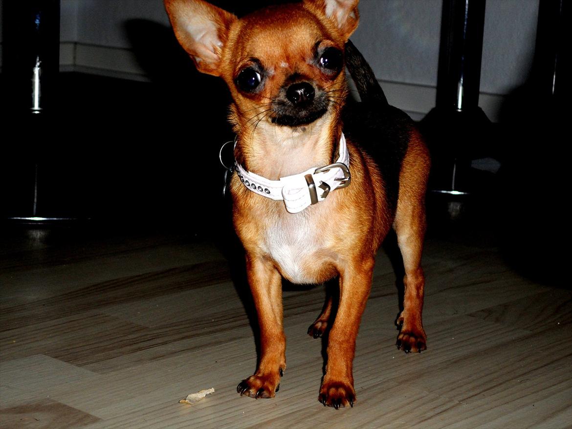 Chihuahua Chloie (DØD) - SMIIIIIIIL!!:-) billede 5