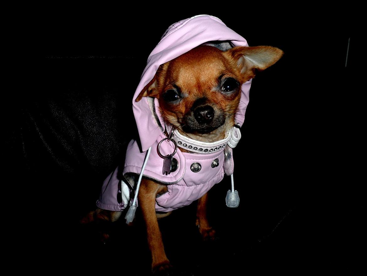 Chihuahua Chloie (DØD) - Min nye vinterjakke, den er dejlig! billede 6