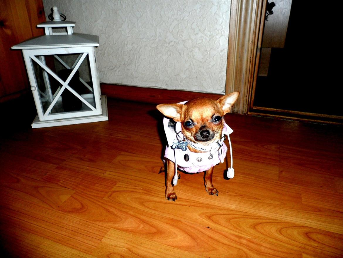 Chihuahua Chloie (DØD) - Mooooor... Nu kom, jeg vil ud og tisse.! billede 8
