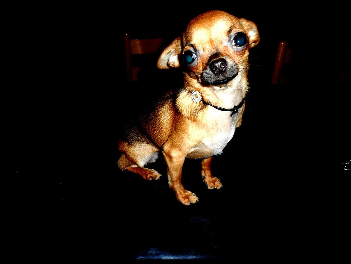 Chihuahua Chloie (DØD) - Jeg har IKKE gjort noget forkert da!!:o) billede 9