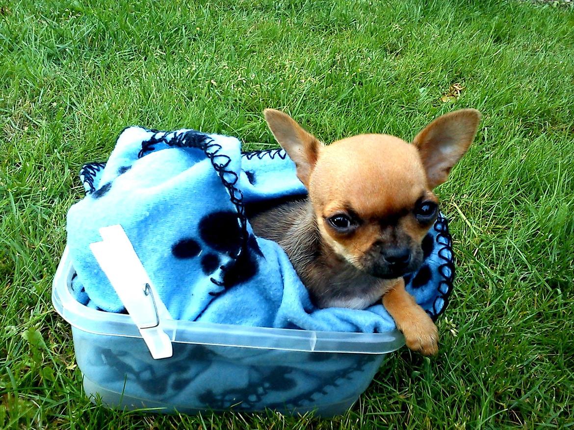 Chihuahua Chloie (DØD) - Altså mor, her ligger jeg nu... billede 10