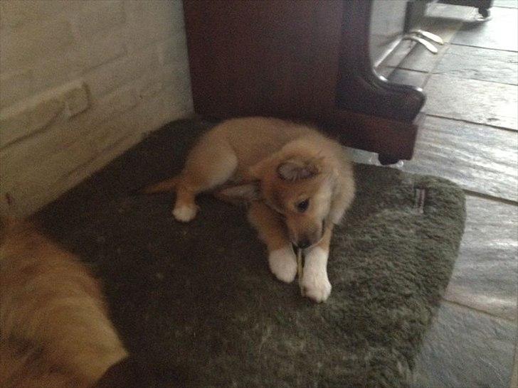 Islandsk fårehund Cika billede 1