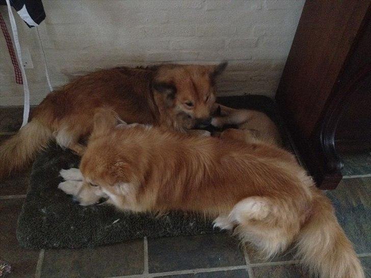 Islandsk fårehund Cika - Far og mor ligger og hygger billede 2