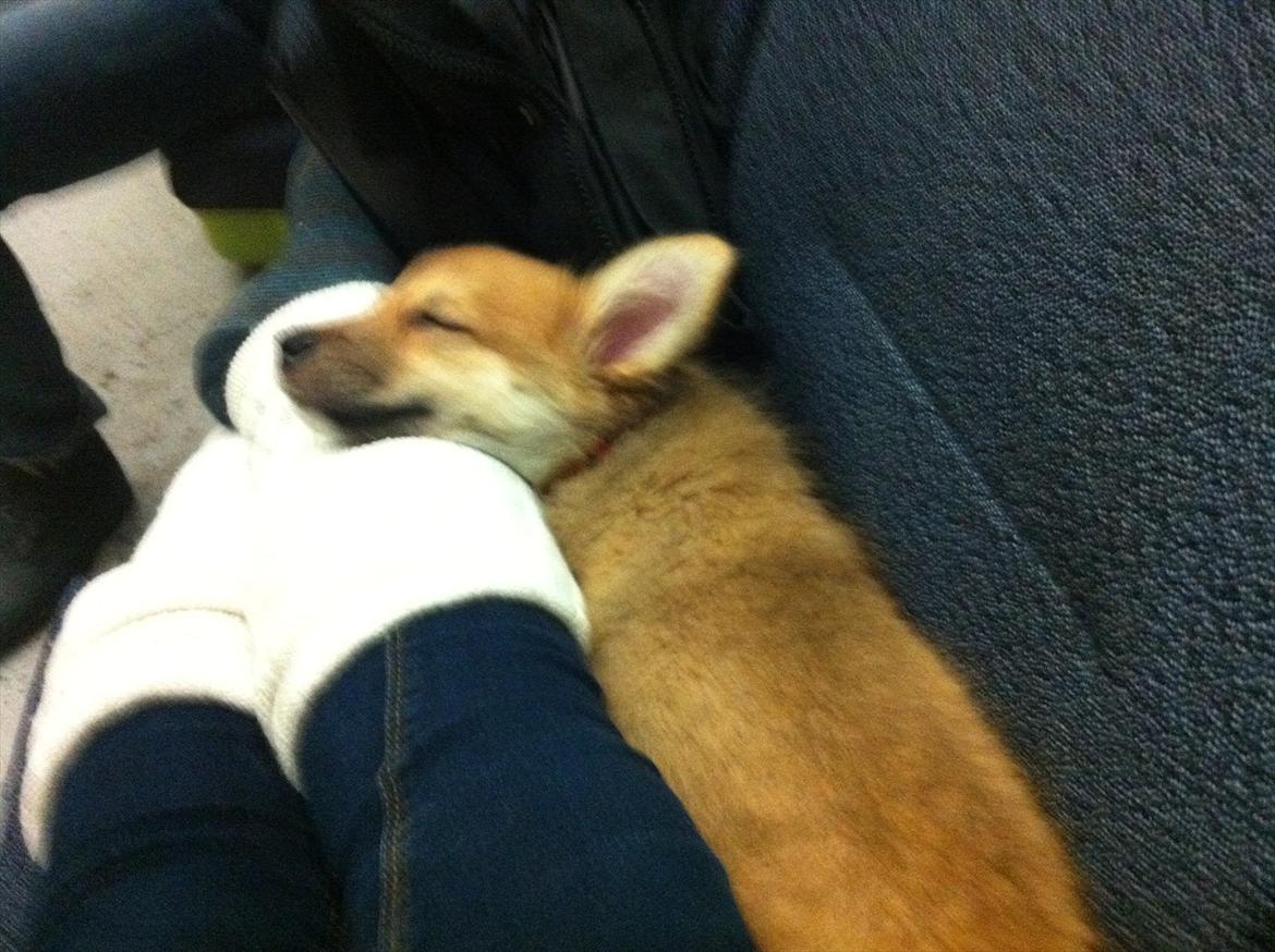 Islandsk fårehund Cika - Det en laaang tog tur.  billede 3