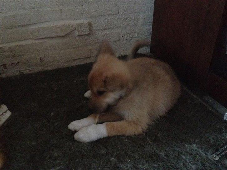 Islandsk fårehund Cika - Den gooo' den godbid :) billede 4