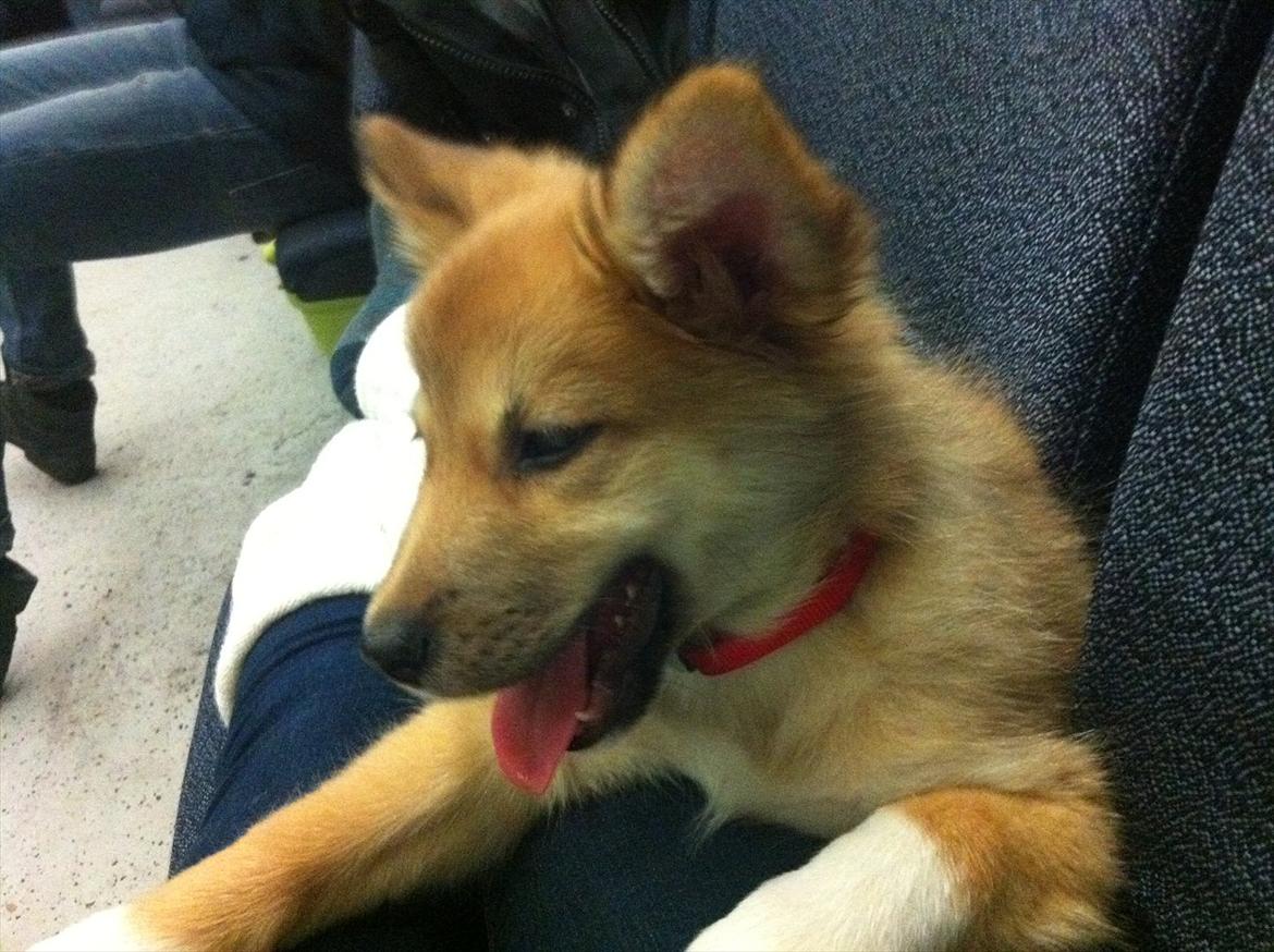 Islandsk fårehund Cika billede 5