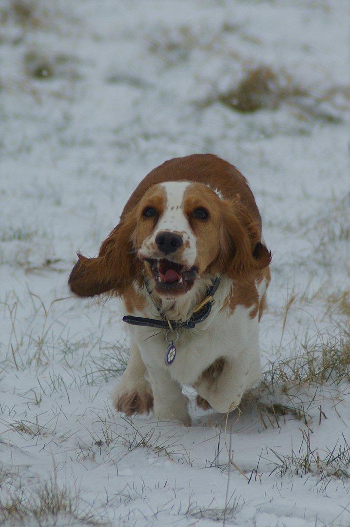 Blanding af racer Bubbi - <3 billede 3