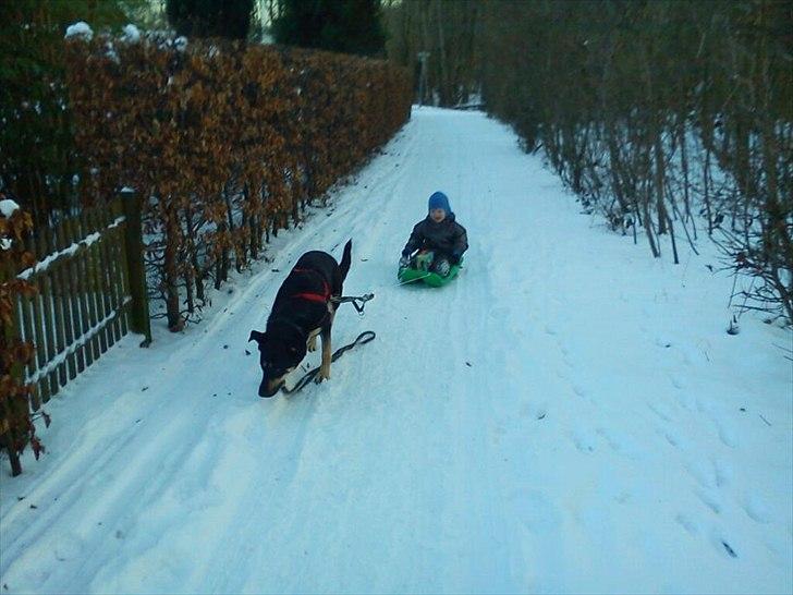 Blanding af racer Smilla billede 15