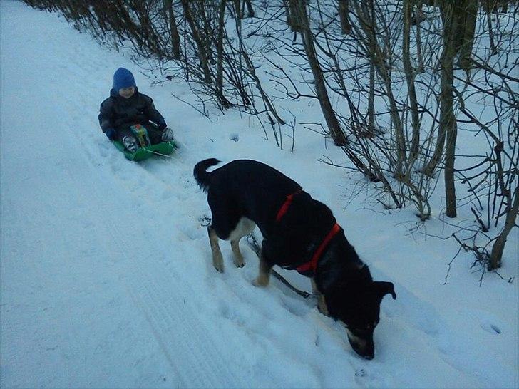 Blanding af racer Smilla billede 16