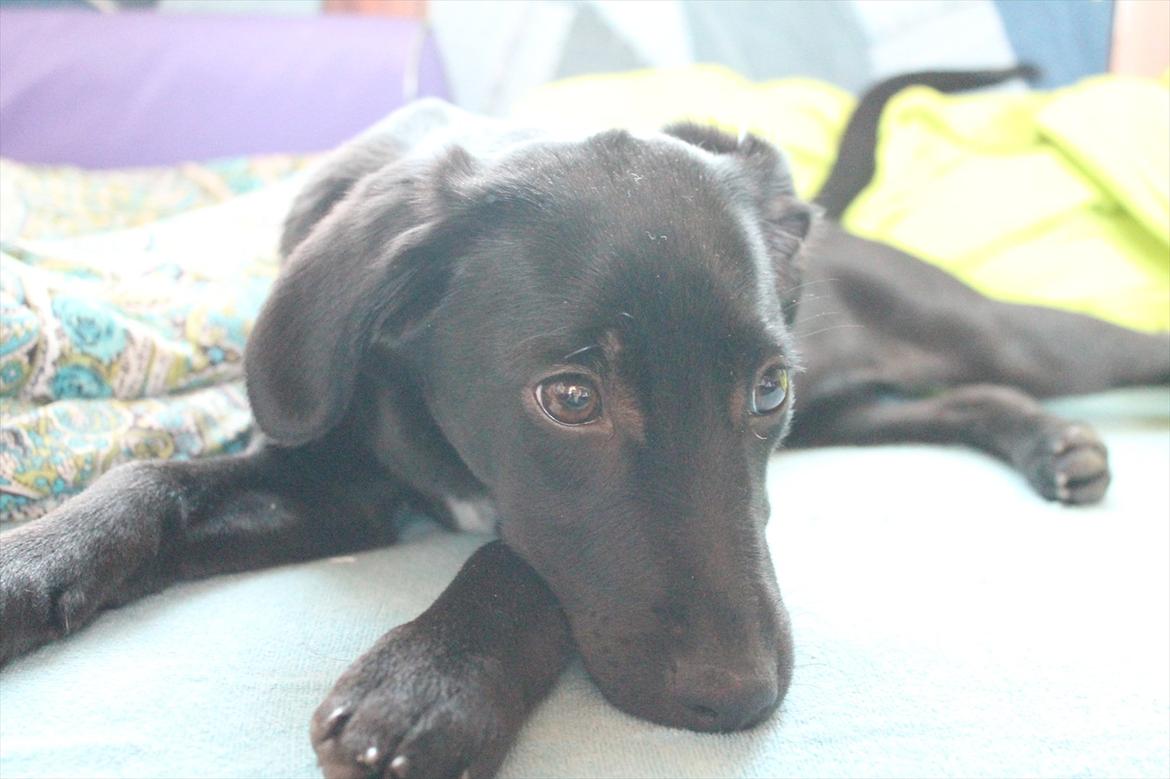 Blanding af racer Addie billede 12