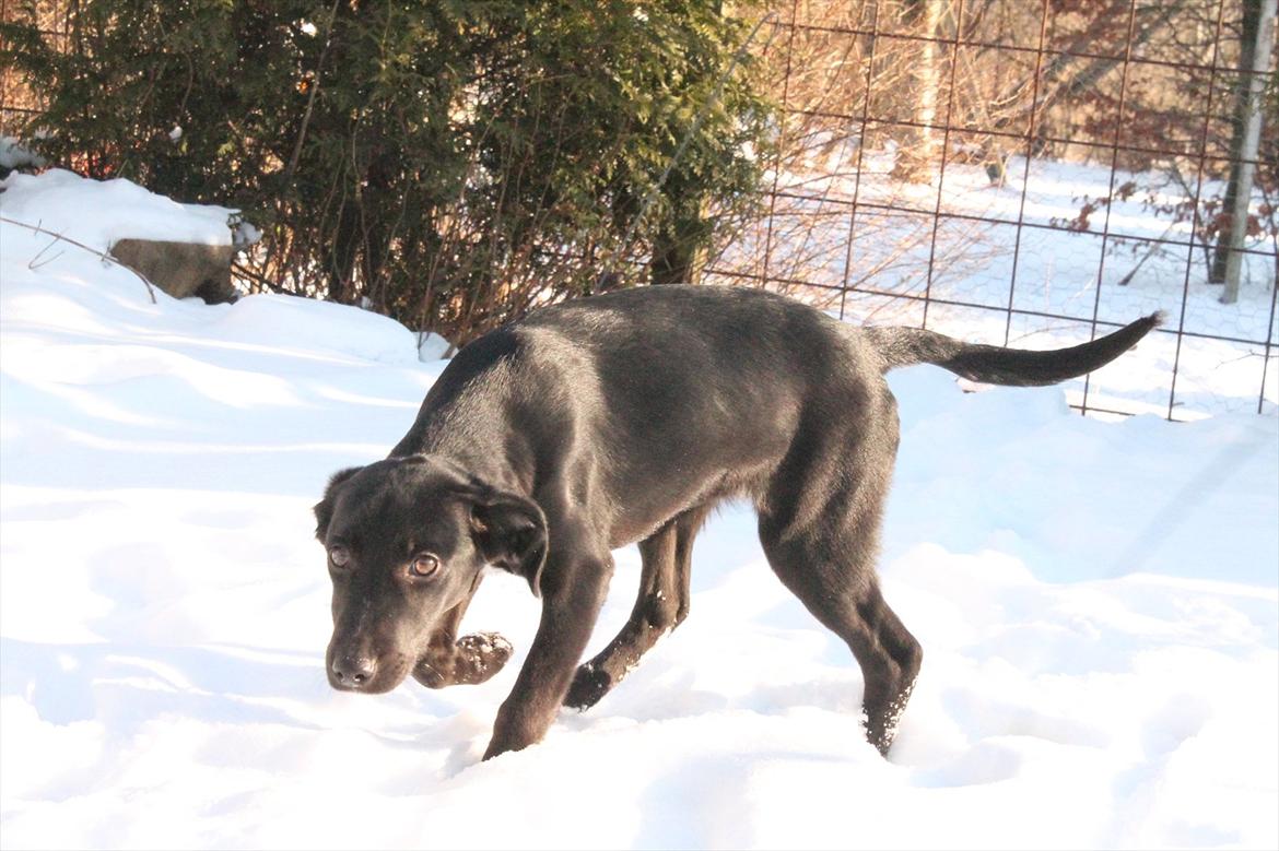 Blanding af racer Addie billede 13